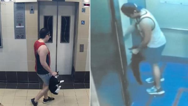 Ang Mo Kio cat abductions: Man admits throwing cats down from HDB blocks, killing them